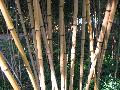 Giant Timber Bamboo / Phyllostachys bambusoides 